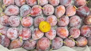 The Surprising Truth Behind the Cheap Sugar Plums Viral Online - image 5