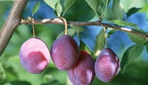 The Surprising Truth Behind the Cheap Sugar Plums Viral Online - image 4