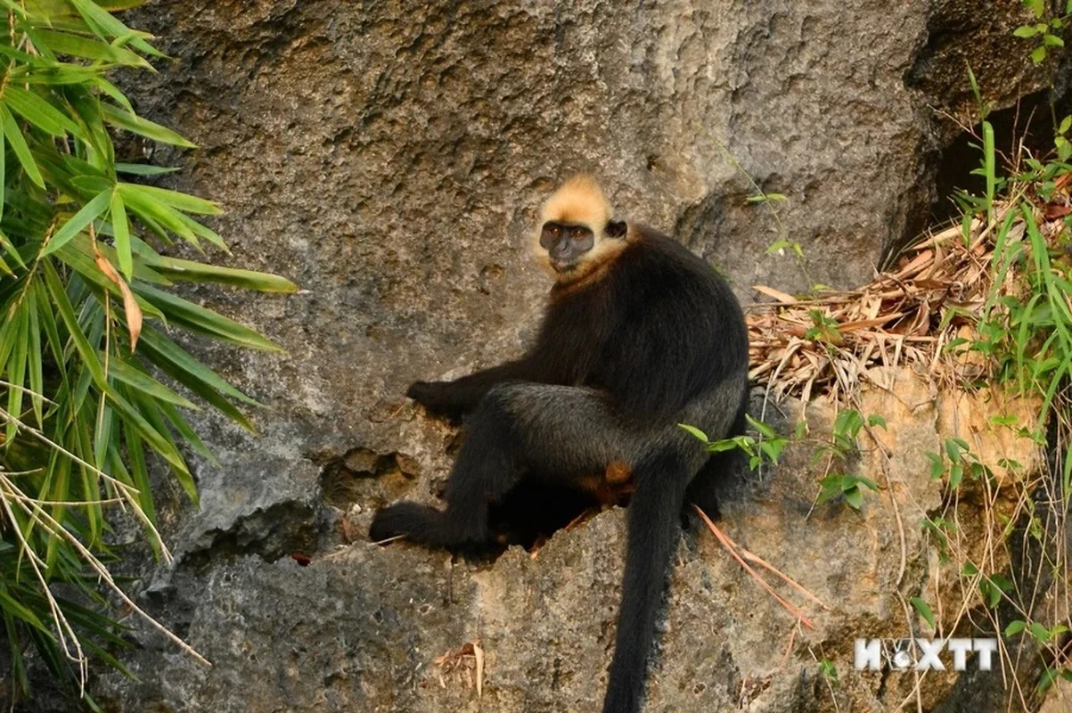 Protecting Vietnam’s Rare Wildlife: Endemic Species on the Brink of Extinction