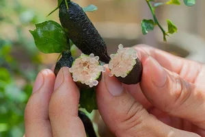 Finger Lime: The 'Citrus Caviar' Now Successfully Grown in Vietnam - image 7