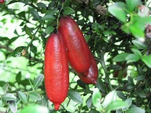 Finger Lime: The 'Citrus Caviar' Now Successfully Grown in Vietnam - image 5