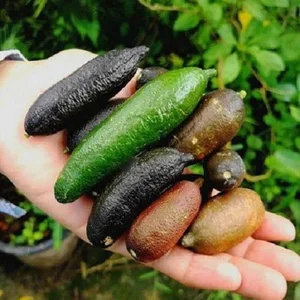 Finger Lime: The 'Citrus Caviar' Now Successfully Grown in Vietnam - image 2