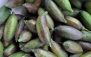 Finger Lime: The 'Citrus Caviar' Now Successfully Grown in Vietnam - image 6