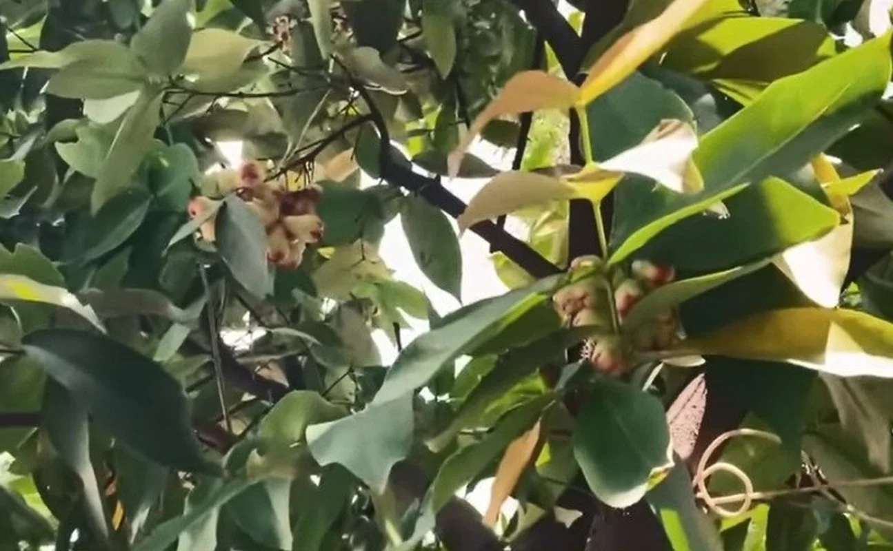 Touring NSND Hong Van's Stunning Villa Garden Filled with Exotic Fruits