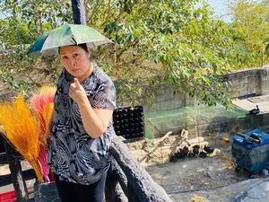 Touring NSND Hong Van's Stunning Villa Garden Filled with Exotic Fruits - image 7