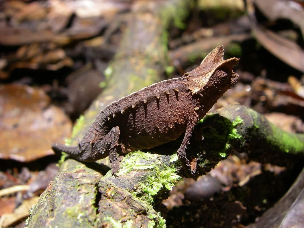 Tiny Marvels: The Fingernail-Sized Lizard Facing Extinction