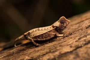 Tiny Marvels: The Fingernail-Sized Lizard Facing Extinction - image 8