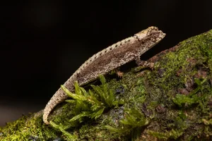 Tiny Marvels: The Fingernail-Sized Lizard Facing Extinction - image 6