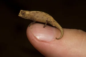 Tiny Marvels: The Fingernail-Sized Lizard Facing Extinction - image 7