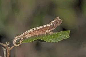 Tiny Marvels: The Fingernail-Sized Lizard Facing Extinction - image 9
