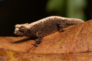 Tiny Marvels: The Fingernail-Sized Lizard Facing Extinction - image 1