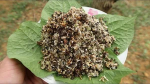 The Rare Delicacy of Northwest Vietnam: Black Ant Eggs - image 0