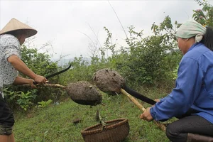 The Rare Delicacy of Northwest Vietnam: Black Ant Eggs - image 5