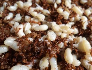 The Rare Delicacy of Northwest Vietnam: Black Ant Eggs - image 3