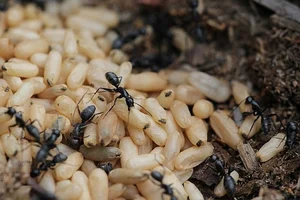 The Rare Delicacy of Northwest Vietnam: Black Ant Eggs - image 6