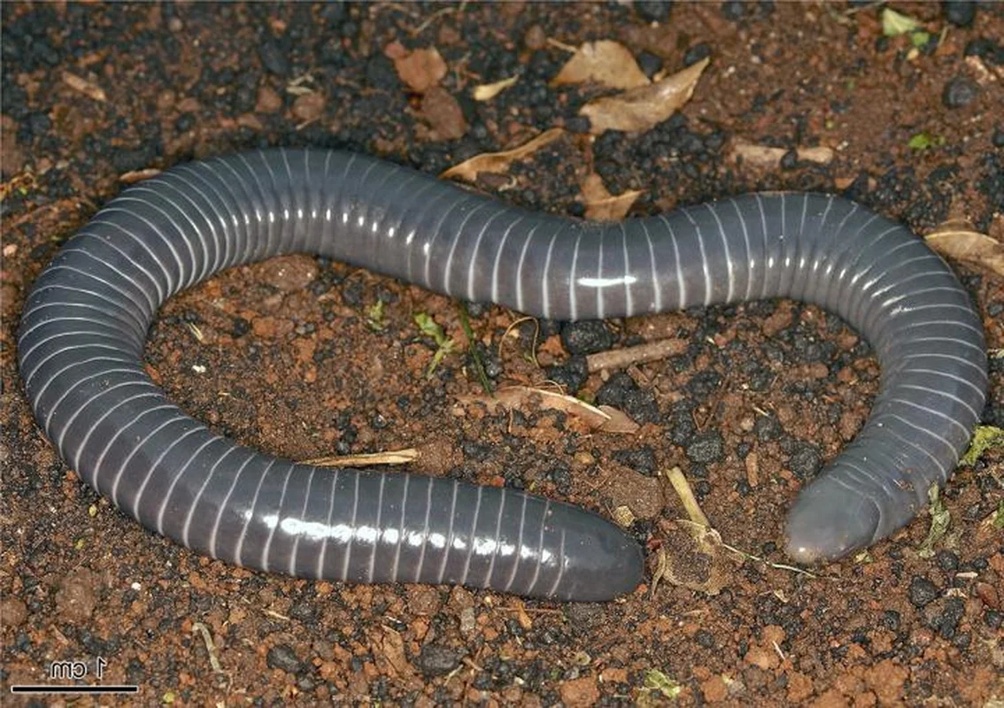 Biological Breakthrough: The Milk-Producing Amphibian Siphonops