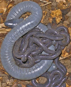 Biological Breakthrough: The Milk-Producing Amphibian Siphonops - image 2
