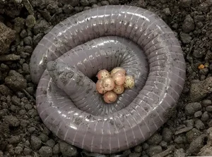 Biological Breakthrough: The Milk-Producing Amphibian Siphonops - image 6