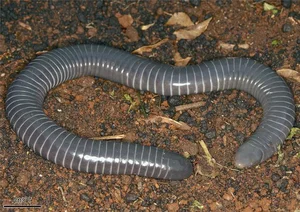 Biological Breakthrough: The Milk-Producing Amphibian Siphonops - image 0