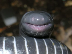 Biological Breakthrough: The Milk-Producing Amphibian Siphonops - image 7