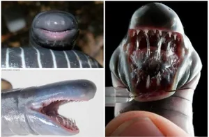 Biological Breakthrough: The Milk-Producing Amphibian Siphonops - image 8