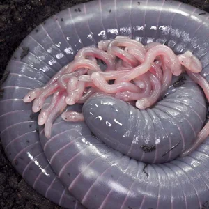 Biological Breakthrough: The Milk-Producing Amphibian Siphonops - image 1