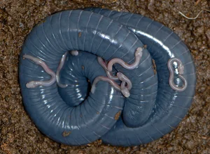 Biological Breakthrough: The Milk-Producing Amphibian Siphonops - image 5