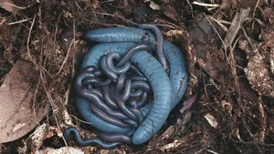 Biological Breakthrough: The Milk-Producing Amphibian Siphonops - image 3