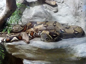 Massive Boa Constrictor Discovered in Dominica: A Giant Resident of the Nature Island - image 6