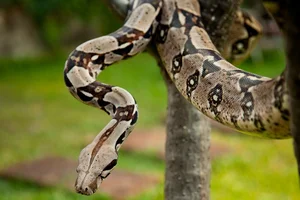 Massive Boa Constrictor Discovered in Dominica: A Giant Resident of the Nature Island - image 0