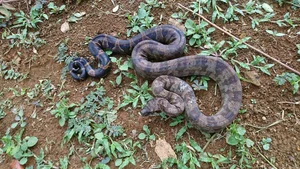 Massive Boa Constrictor Discovered in Dominica: A Giant Resident of the Nature Island - image 1