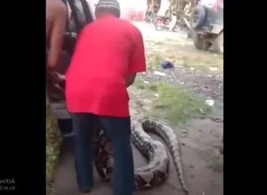 Massive Boa Constrictor Discovered in Dominica: A Giant Resident of the Nature Island - image 3