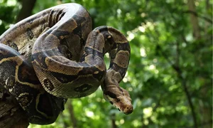 Massive Boa Constrictor Discovered in Dominica: A Giant Resident of the Nature Island - image 4