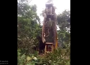 Massive Boa Constrictor Discovered in Dominica: A Giant Resident of the Nature Island - image 2