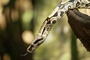 Massive Boa Constrictor Discovered in Dominica: A Giant Resident of the Nature Island - image 5