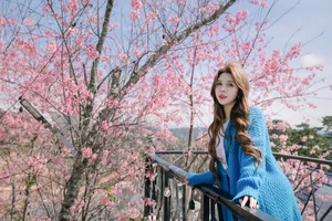 Dreamy muse amidst the blooming cherry blossoms in Da Lat - image 4