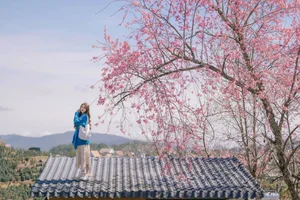 Dreamy muse amidst the blooming cherry blossoms in Da Lat - image 1