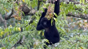 The Rare Cao Vit Gibbon: World’s Second Rarest Ape Spotted in Vietnam - image 4