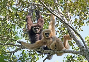 The Rare Cao Vit Gibbon: World’s Second Rarest Ape Spotted in Vietnam - image 3