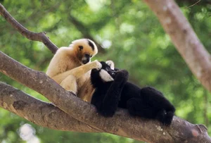 The Rare Cao Vit Gibbon: World’s Second Rarest Ape Spotted in Vietnam - image 5