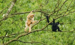 The Rare Cao Vit Gibbon: World’s Second Rarest Ape Spotted in Vietnam - image 1