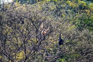 The Rare Cao Vit Gibbon: World’s Second Rarest Ape Spotted in Vietnam - image 6