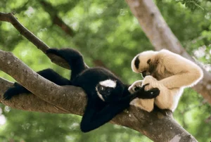 The Rare Cao Vit Gibbon: World’s Second Rarest Ape Spotted in Vietnam - image 7