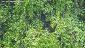 The Rare Cao Vit Gibbon: World’s Second Rarest Ape Spotted in Vietnam - image 2