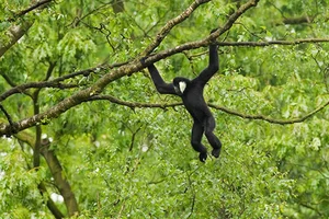 The Rare Cao Vit Gibbon: World’s Second Rarest Ape Spotted in Vietnam - image 0