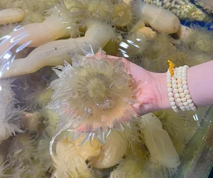 The Strange Culinary Trend: Why This 'Goosebumps' Specialty is Worth 200,000 VND/KG - image 4