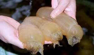 The Strange Culinary Trend: Why This 'Goosebumps' Specialty is Worth 200,000 VND/KG - image 8