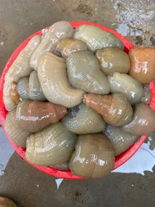 The Strange Culinary Trend: Why This 'Goosebumps' Specialty is Worth 200,000 VND/KG - image 0