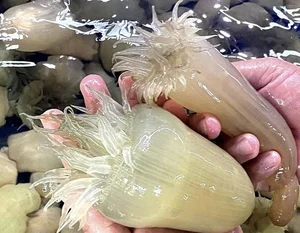 The Strange Culinary Trend: Why This 'Goosebumps' Specialty is Worth 200,000 VND/KG - image 3