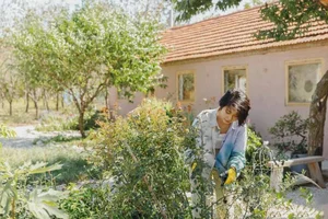 Young Couple Retires at 34 to Transform Island Chicken Coop Into Luxury Home - image 2